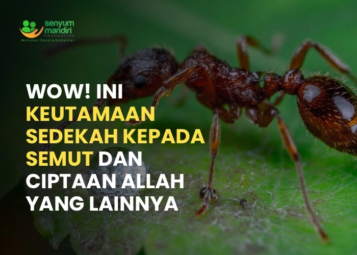 Sedekah Kepada Semut