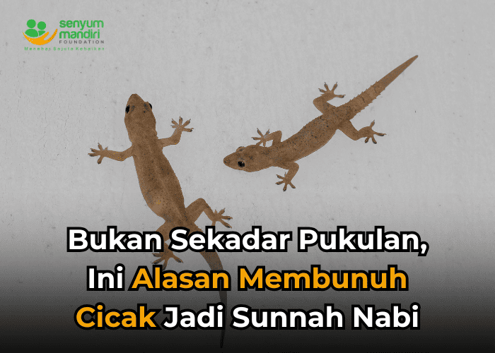 Alasan Membunuh Cicak