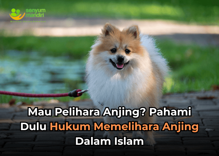 Hukum Memelihara Anjing