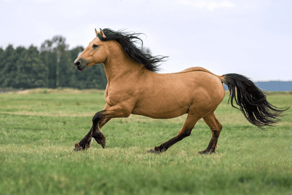 hewan kesayangan nabi